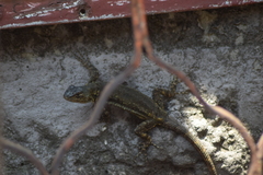 Sceloporus grammicus