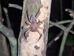 Thelcticopis kirankhalapi