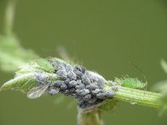 Aphis craccae