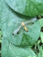 Hylobittacus apicalis