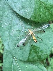 Hylobittacus apicalis