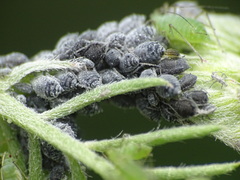Aphis craccae