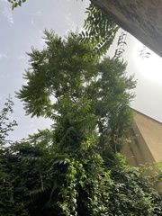 Ailanthus altissima