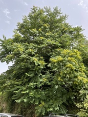 Ailanthus altissima