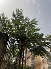 Ailanthus altissima