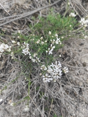 Asperula tephrocarpa