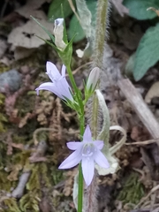 Campanula rapunculus