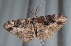 Parapholodes fuliginea