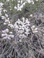 Asperula tephrocarpa