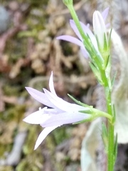 Campanula rapunculus