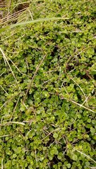 Coprosma neglecta