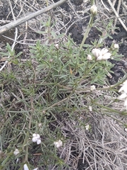 Asperula tephrocarpa