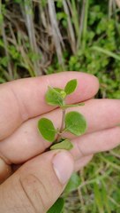 Coprosma neglecta