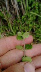 Coprosma neglecta