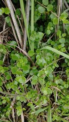 Coprosma neglecta