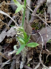 Campanula rapunculus