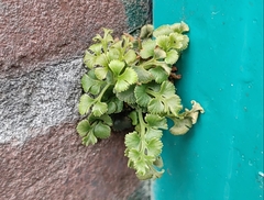 Asplenium ruta-muraria