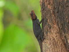 Psammophilus dorsalis