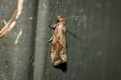 Endothenia nubilana