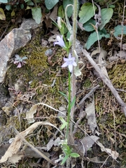 Campanula rapunculus