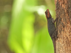 Psammophilus dorsalis