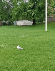 Chroicocephalus ridibundus