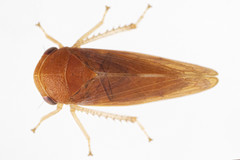 Oncopsis sobria