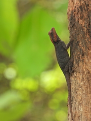 Psammophilus dorsalis