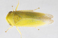 Oncopsis variabilis