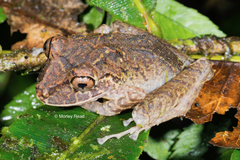 Pristimantis labiosus