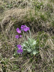 Primula farinosa