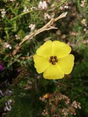 Tuberaria globulariifolia