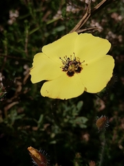 Tuberaria globulariifolia