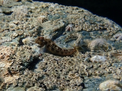 Microlipophrys canevae