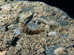 Microlipophrys canevae