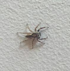 Menemerus bivittatus