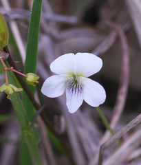 Viola patrinii