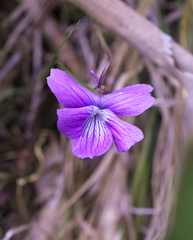 Viola hirtipes