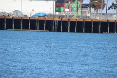 Aechmophorus clarkii