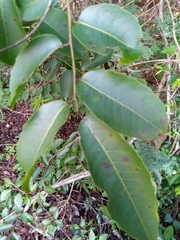 Sclerocroton
