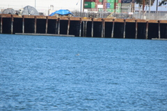 Aechmophorus clarkii