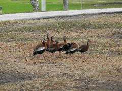 Dendrocygna autumnalis