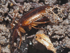 Oxypselaphus obscurus