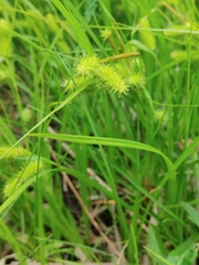 Media resource of Carex hystericina