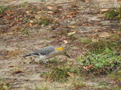 Melanerpes aurifrons