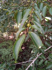 Sclerocroton