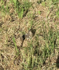 Turdus pilaris