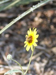 Svastra obliqua expurgata