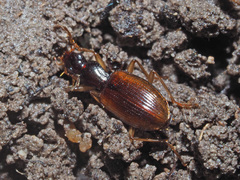 Oxypselaphus obscurus