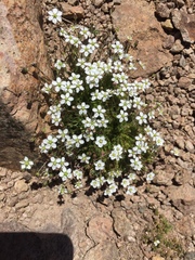 Minuartia recurva